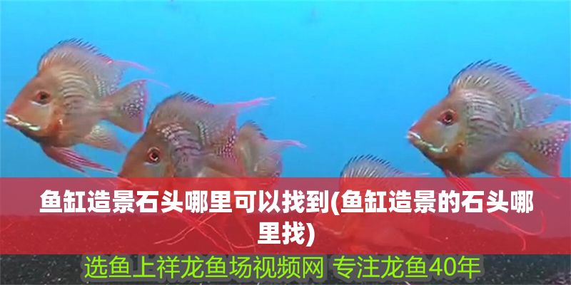 魚缸造景石頭哪里可以找到(魚缸造景的石頭哪里找)