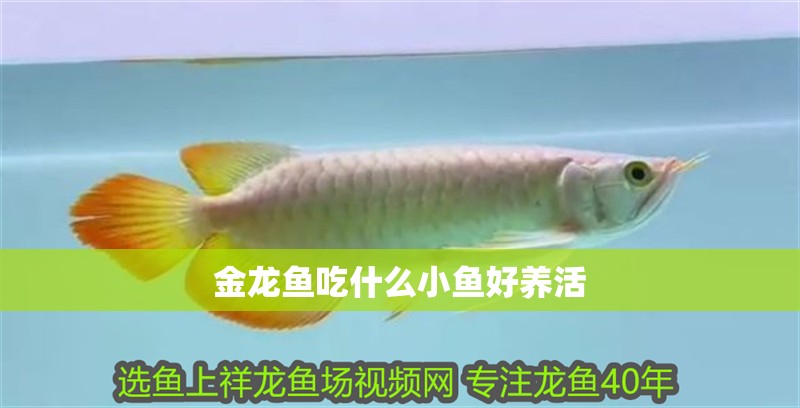 金龍魚吃什么小魚好養(yǎng)活