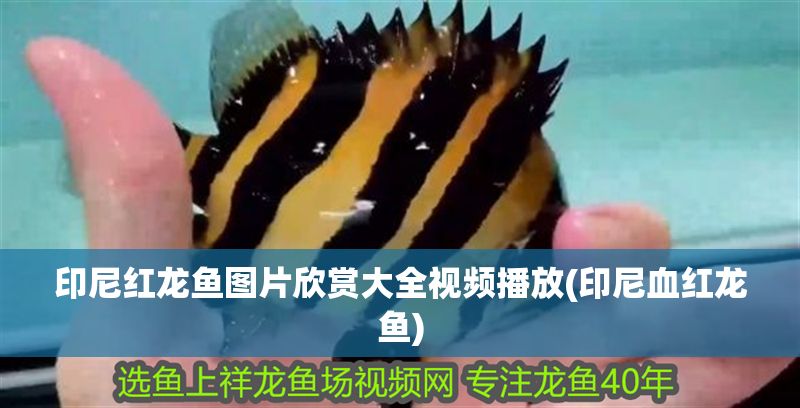 印尼紅龍魚圖片欣賞大全視頻播放(印尼血紅龍魚)