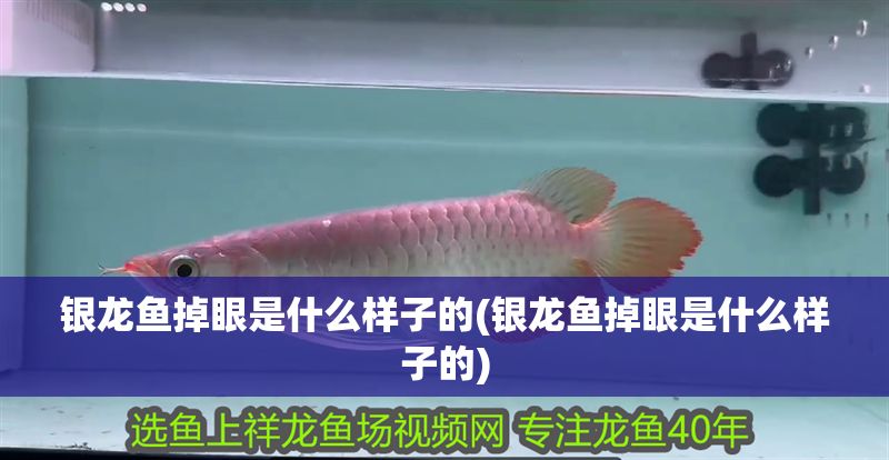 銀龍魚掉眼是什么樣子的(銀龍魚掉眼是什么樣子的)