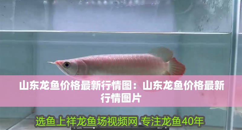 山東龍魚價(jià)格最新行情圖：山東龍魚價(jià)格最新行情圖片