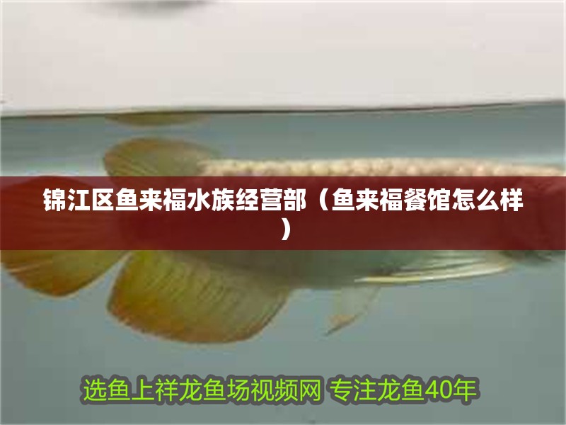 錦江區(qū)魚來福水族經(jīng)營(yíng)部（魚來福餐館怎么樣）