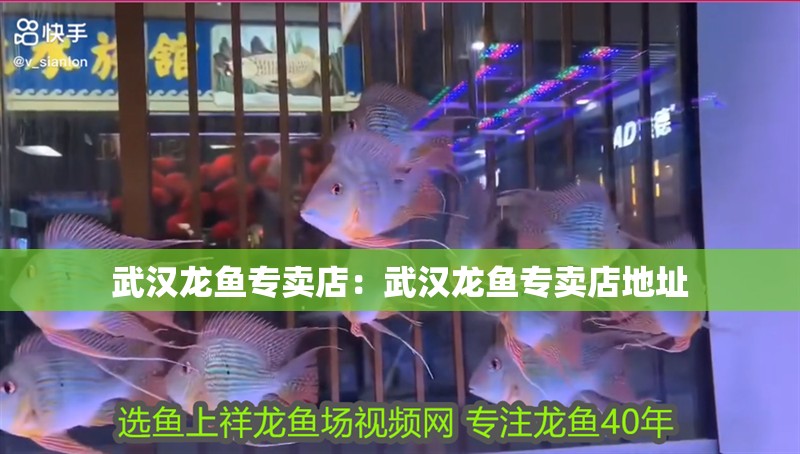 武漢龍魚專賣店：武漢龍魚專賣店地址