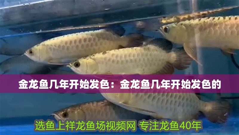 金龍魚幾年開始發色：金龍魚幾年開始發色的