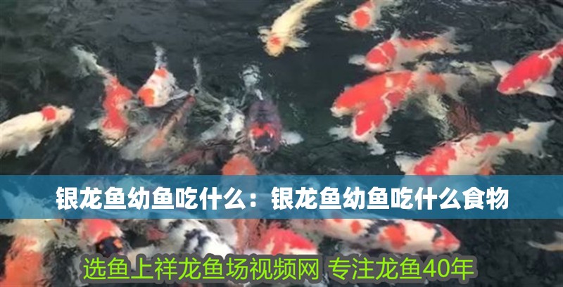 銀龍魚幼魚吃什么：銀龍魚幼魚吃什么食物