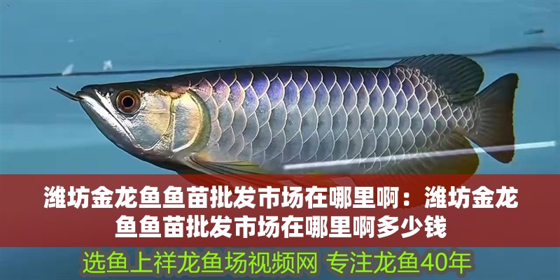 濰坊金龍魚魚苗批發市場在哪里?。簽H坊金龍魚魚苗批發市場在哪里啊多少錢