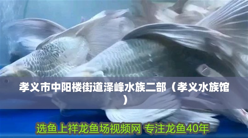 孝義市中陽樓街道澤峰水族二部(孝義水族館) 全國水族館企業名錄 第2張 孝義市中陽樓街道澤峰水族二部(孝義水族館) 孝義市中陽樓街道澤峰水族二部(孝義水族館) 全國水族館企業名錄 第2張