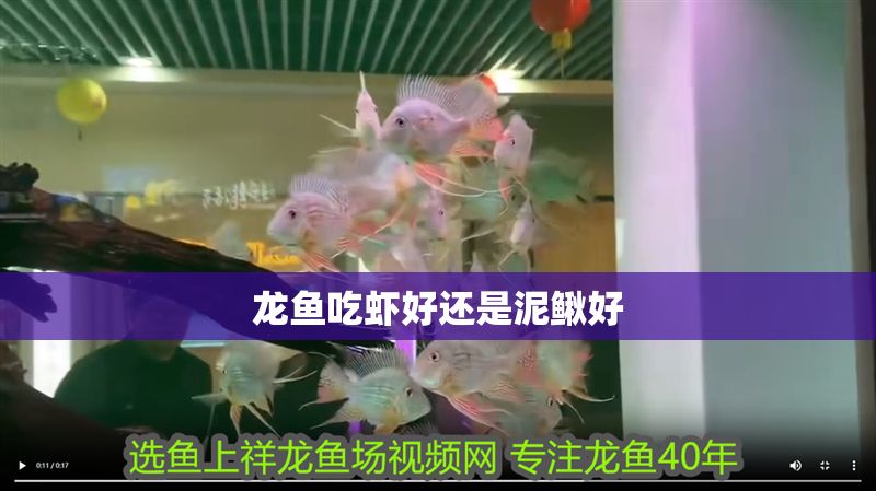 龍魚吃蝦好還是泥鰍好
