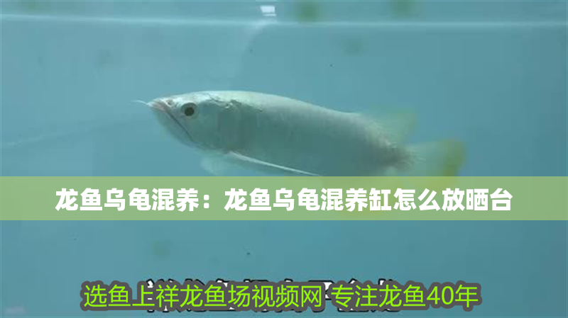 龍魚烏龜混養(yǎng)：龍魚烏龜混養(yǎng)缸怎么放曬臺(tái)