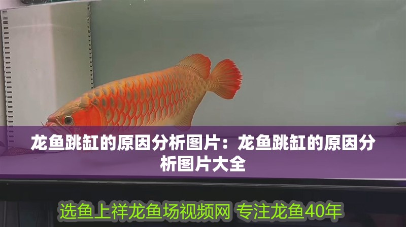 養(yǎng)銀龍魚好不好呢(銀龍魚好養(yǎng)嗎)