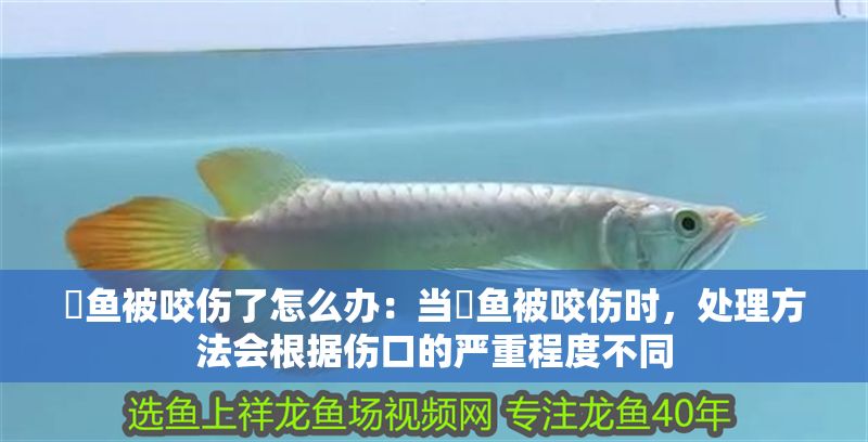 魟魚(yú)被咬傷了怎么辦：當(dāng)魟魚(yú)被咬傷時(shí)，處理方法會(huì)根據(jù)傷口的嚴(yán)重程度不同