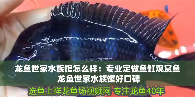 龍魚世家水族館怎么樣：專業定做魚缸觀賞魚 龍魚世家水族館好口碑