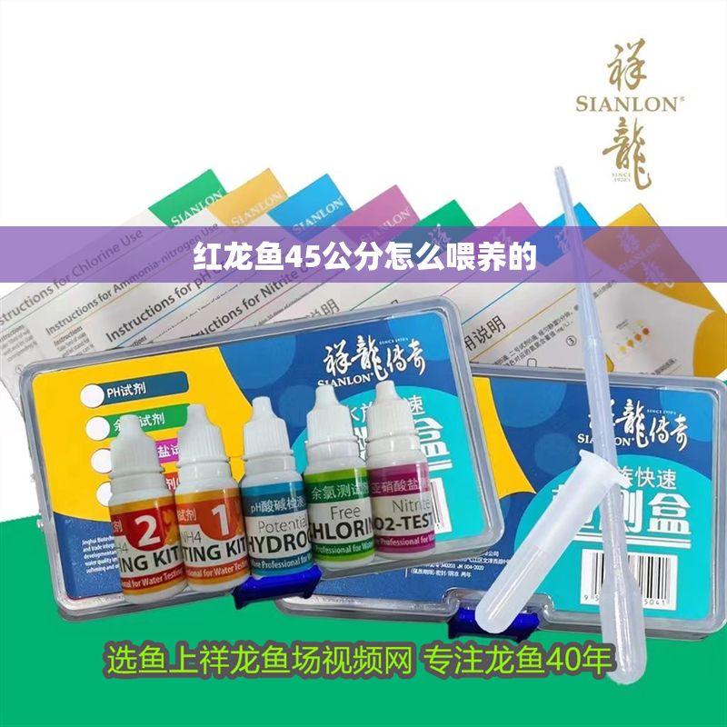 紅龍魚45公分怎么喂養的