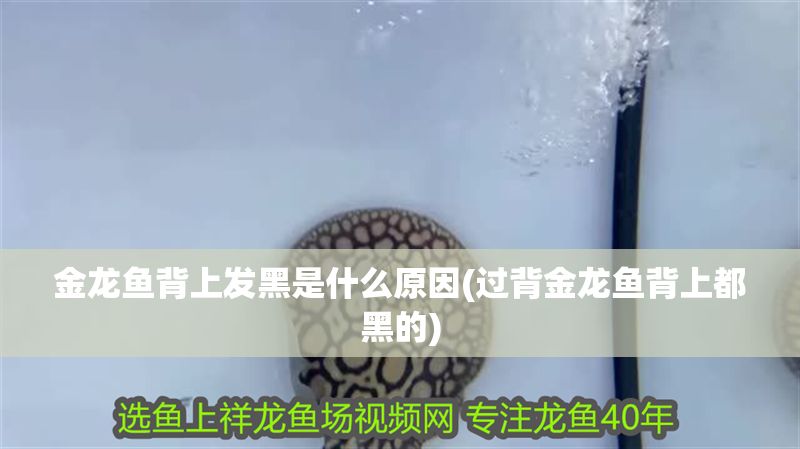 金龍魚背上發黑是什么原因(過背金龍魚背上都黑的)