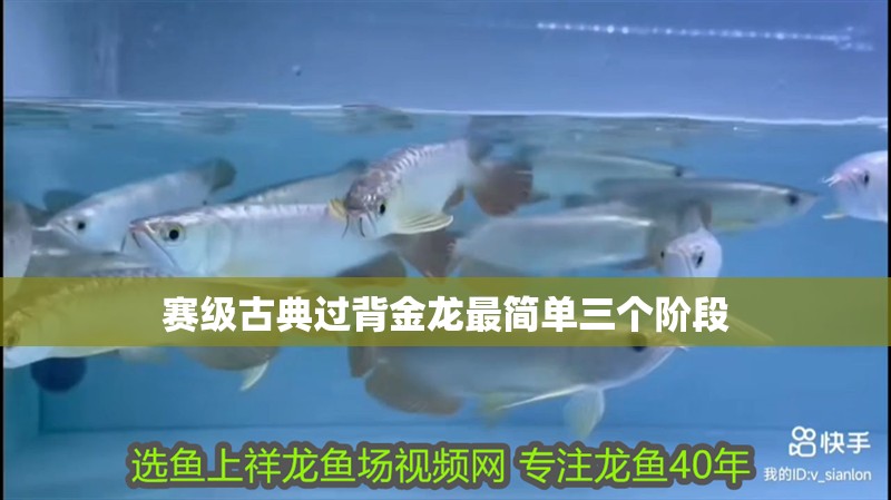 賽級古典過背金龍最簡單三個階段 賽級古典過背金龍最簡單三個階段 龍魚百科 第6張