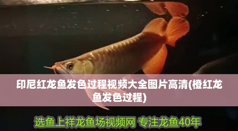印尼紅龍魚發(fā)色過程視頻大全圖片高清(橙紅龍魚發(fā)色過程)