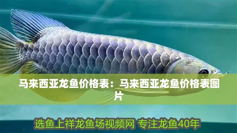 馬來西亞龍魚價格表：馬來西亞龍魚價格表圖片