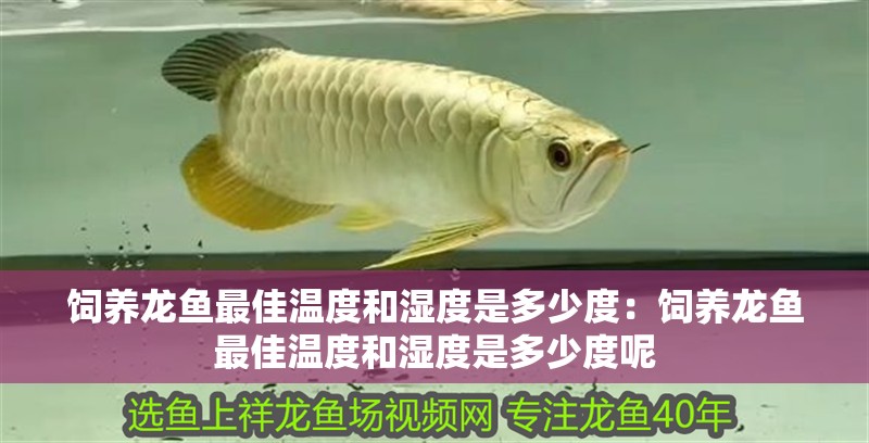 飼養(yǎng)龍魚最佳溫度和濕度是多少度：飼養(yǎng)龍魚最佳溫度和濕度是多少度呢
