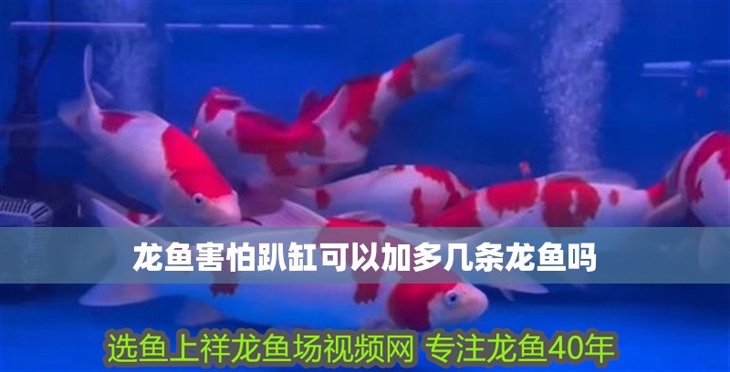 龍魚害怕趴缸可以加多幾條龍魚嗎