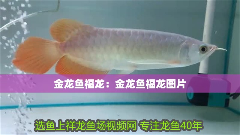 金龍魚福龍：金龍魚福龍圖片