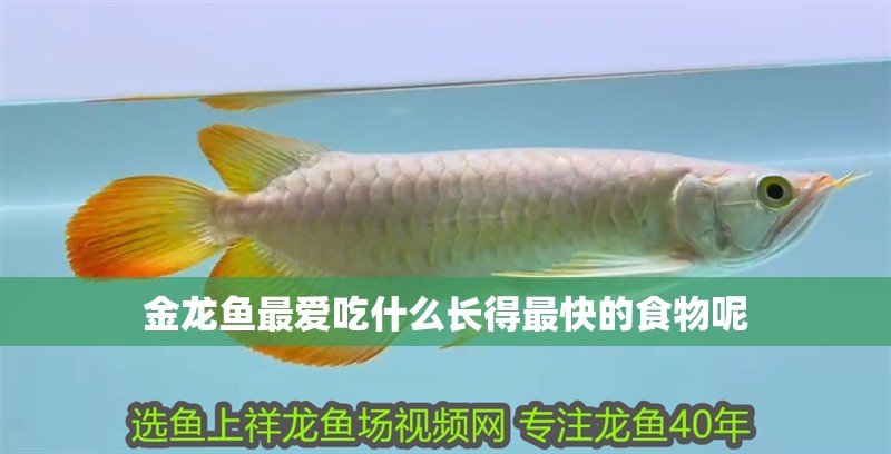金龍魚最愛吃什么長得最快的食物呢