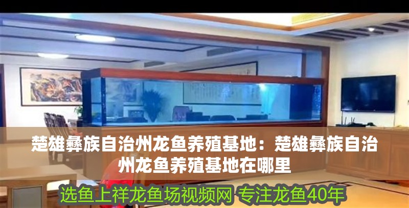 楚雄彝族自治州龍魚養殖基地：楚雄彝族自治州龍魚養殖基地在哪里