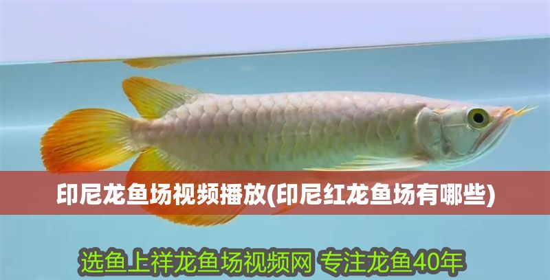 印尼龍魚場(chǎng)視頻播放(印尼紅龍魚場(chǎng)有哪些)