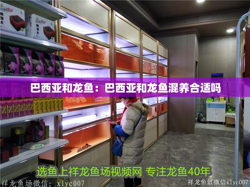 巴西亞和龍魚：巴西亞和龍魚混養(yǎng)合適嗎