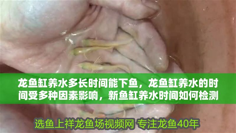 龍魚缸養水多長時間能下魚，龍魚缸養水的時間受多種因素影響，新魚缸養水時間如何檢測