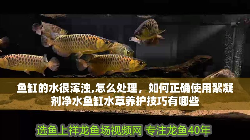 魚缸的水很渾濁,怎么處理,如何正確使用絮凝劑凈水魚缸水草養(yǎng)護技巧有哪些 魚缸百科 第2張 魚缸的水很渾濁,怎么處理,如何正確使用絮凝劑凈水魚缸水草養(yǎng)護技巧有哪些 魚缸的水很渾濁,怎么處理,如何正確使用絮凝劑凈水魚缸水草養(yǎng)護技巧有哪些 魚缸百科 第2張
