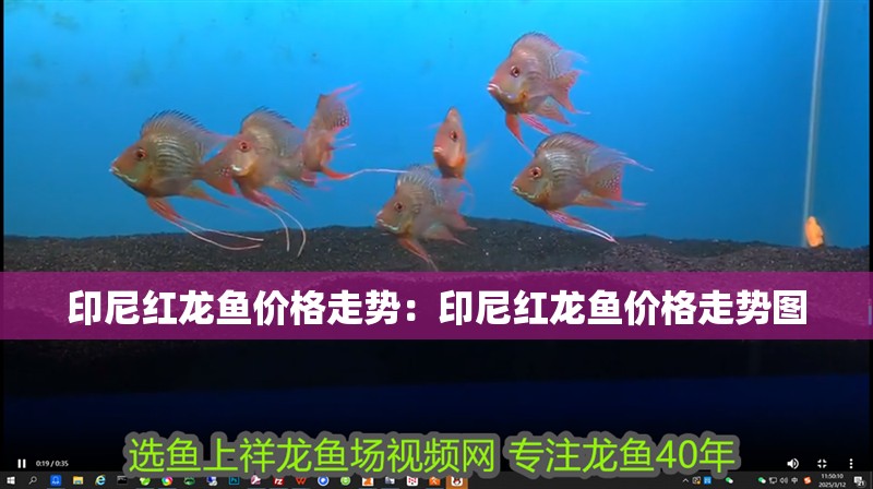 印尼紅龍魚價格走勢：印尼紅龍魚價格走勢圖
