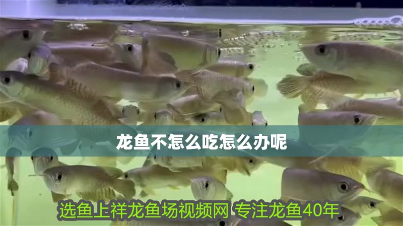龍魚不怎么吃怎么辦呢