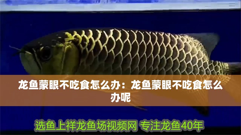 龍魚蒙眼不吃食怎么辦：龍魚蒙眼不吃食怎么辦呢