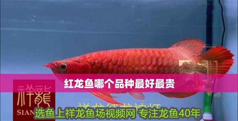 紅龍魚哪個品種最好最貴