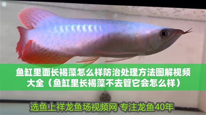 魚缸里面長褐藻怎么樣防治處理方法圖解視頻大全(魚缸里長褐藻不去管它會怎么樣) 金龍魚百科 第1張 魚缸里面長褐藻怎么樣防治處理方法圖解視頻大全(魚缸里長褐藻不去管它會怎么樣) 魚缸里面長褐藻怎么樣防治處理方法圖解視頻大全(魚缸里長褐藻不去管它會怎么樣) 金龍魚百科 第1張