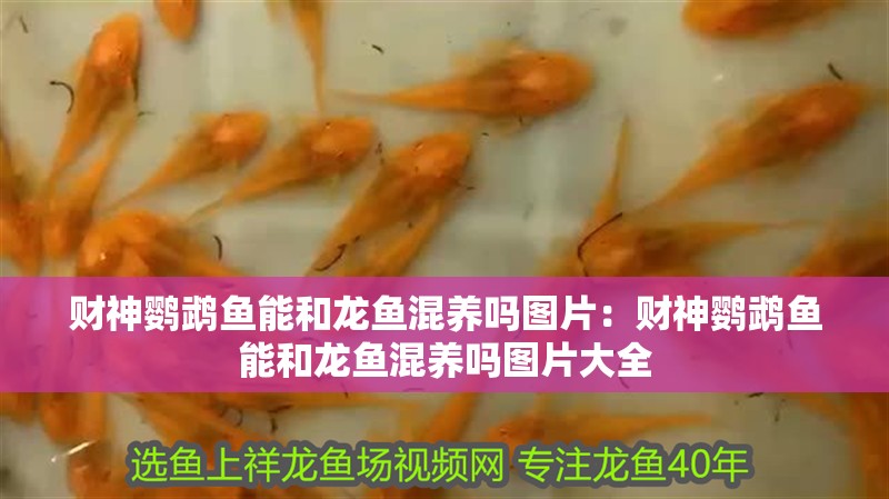 財神鸚鵡魚能和龍魚混養嗎圖片：財神鸚鵡魚能和龍魚混養嗎圖片大全