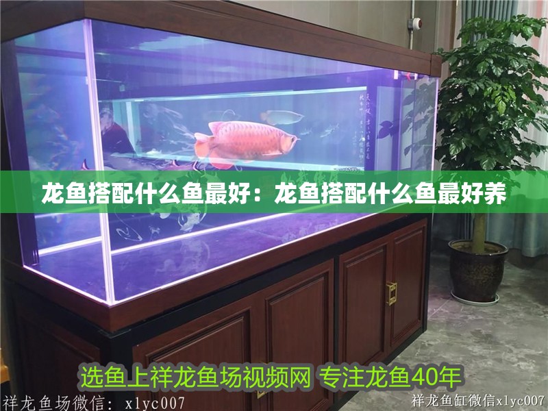 龍魚搭配什么魚最好：龍魚搭配什么魚最好養(yǎng)