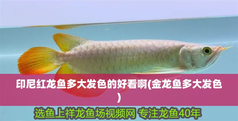印尼紅龍魚多大發色的好看啊(金龍魚多大發色)