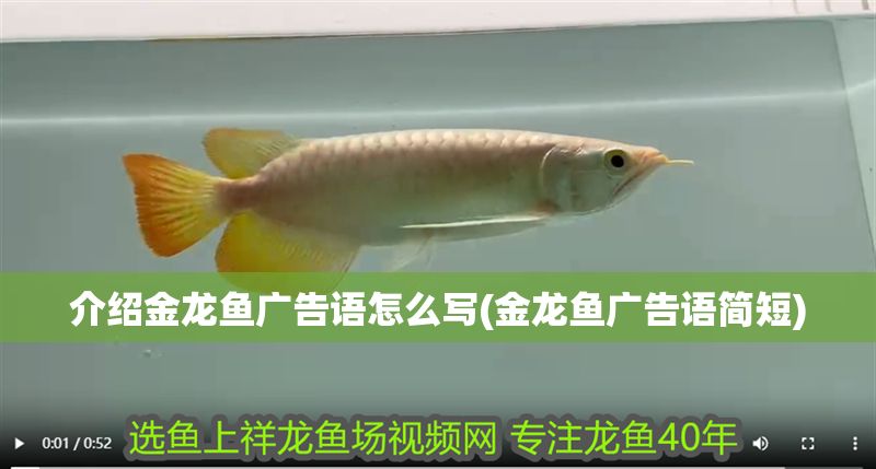 介紹金龍魚廣告語怎么寫(金龍魚廣告語簡短)