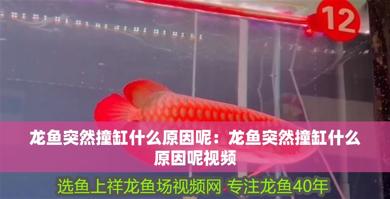 龍魚突然撞缸什么原因呢：龍魚突然撞缸什么原因呢視頻