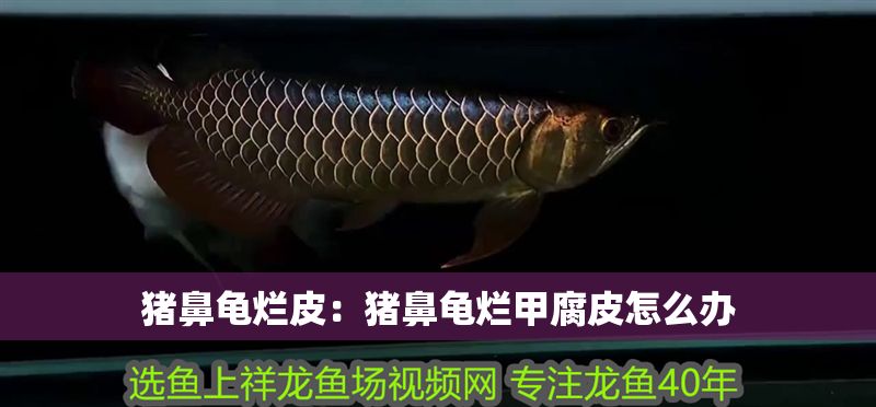 豬鼻龜爛皮：豬鼻龜爛甲腐皮怎么辦