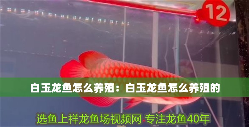 白玉龍魚怎么養殖：白玉龍魚怎么養殖的