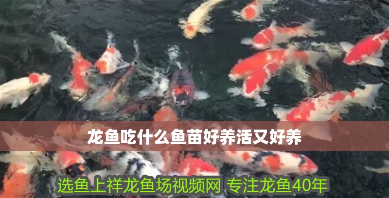 龍魚吃什么魚苗好養活又好養