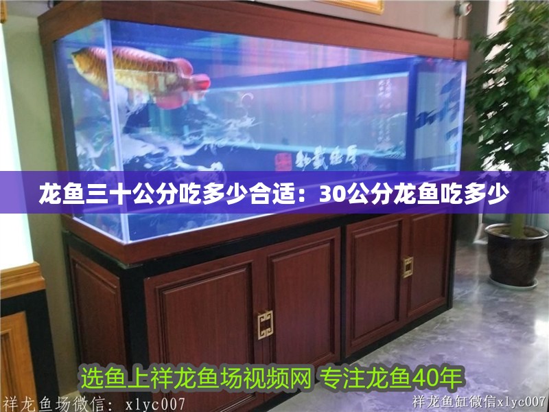 龍魚三十公分吃多少合適：30公分龍魚吃多少
