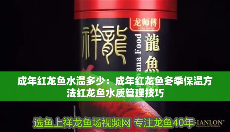 成年紅龍魚水溫多少：成年紅龍魚冬季保溫方法紅龍魚水質管理技巧