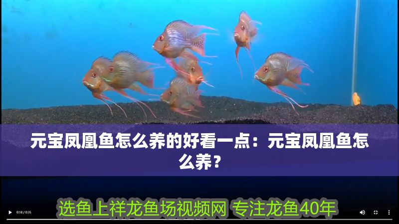 元寶鳳凰魚怎么養的好看一點：元寶鳳凰魚怎么養？