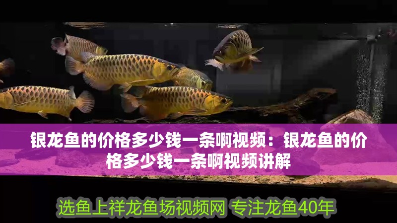 銀龍魚(yú)的價(jià)格多少錢(qián)一條啊視頻：銀龍魚(yú)的價(jià)格多少錢(qián)一條啊視頻講解