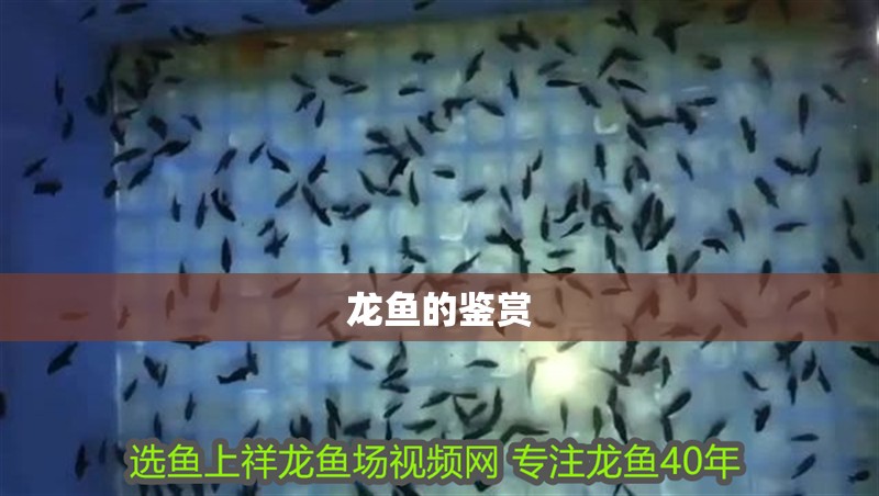 龍魚(yú)的鑒賞