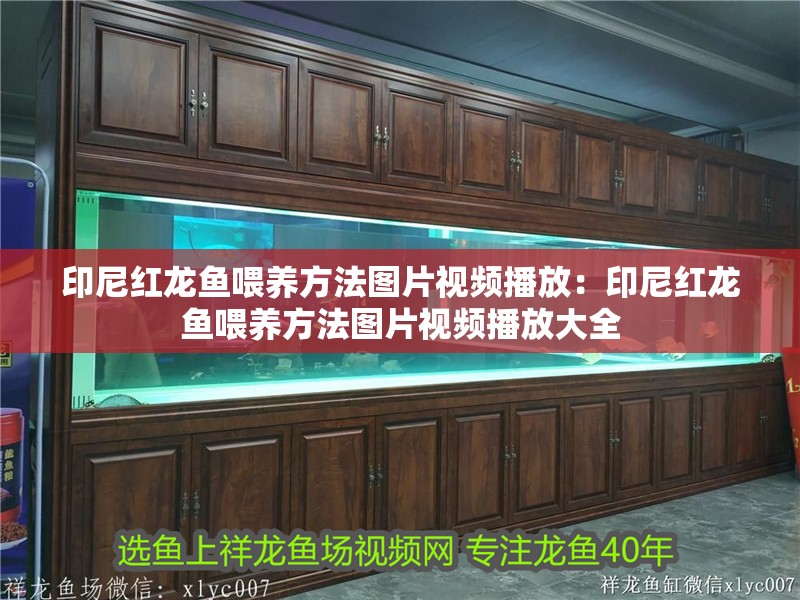 印尼紅龍魚喂養方法圖片視頻播放：印尼紅龍魚喂養方法圖片視頻播放大全
