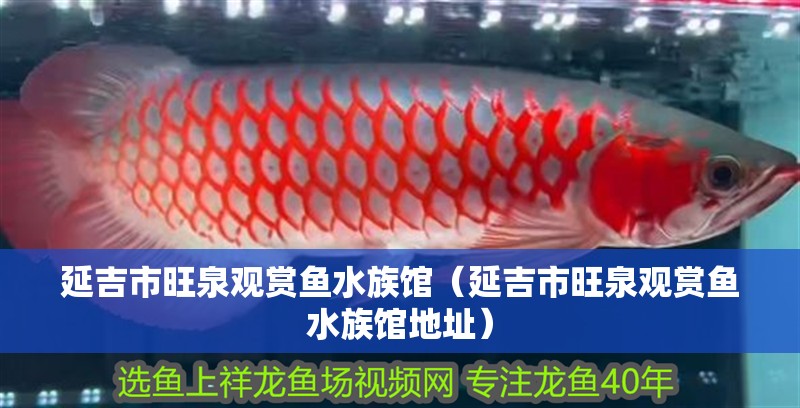 延吉市旺泉觀賞魚水族館（延吉市旺泉觀賞魚水族館地址）